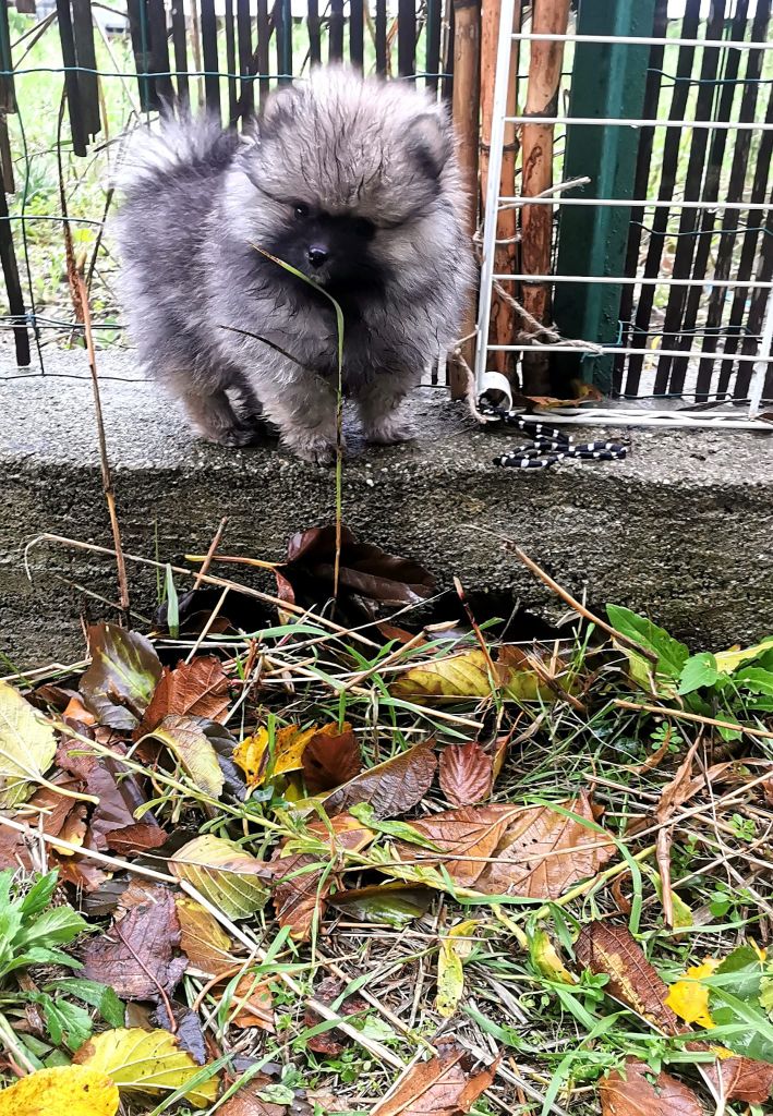 De Tom Pouce Du Canigou - Chiot disponible  - Spitz allemand