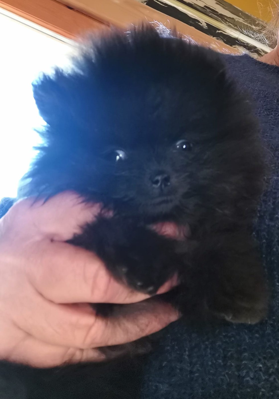 De Tom Pouce Du Canigou - Chiots disponibles - Spitz allemand