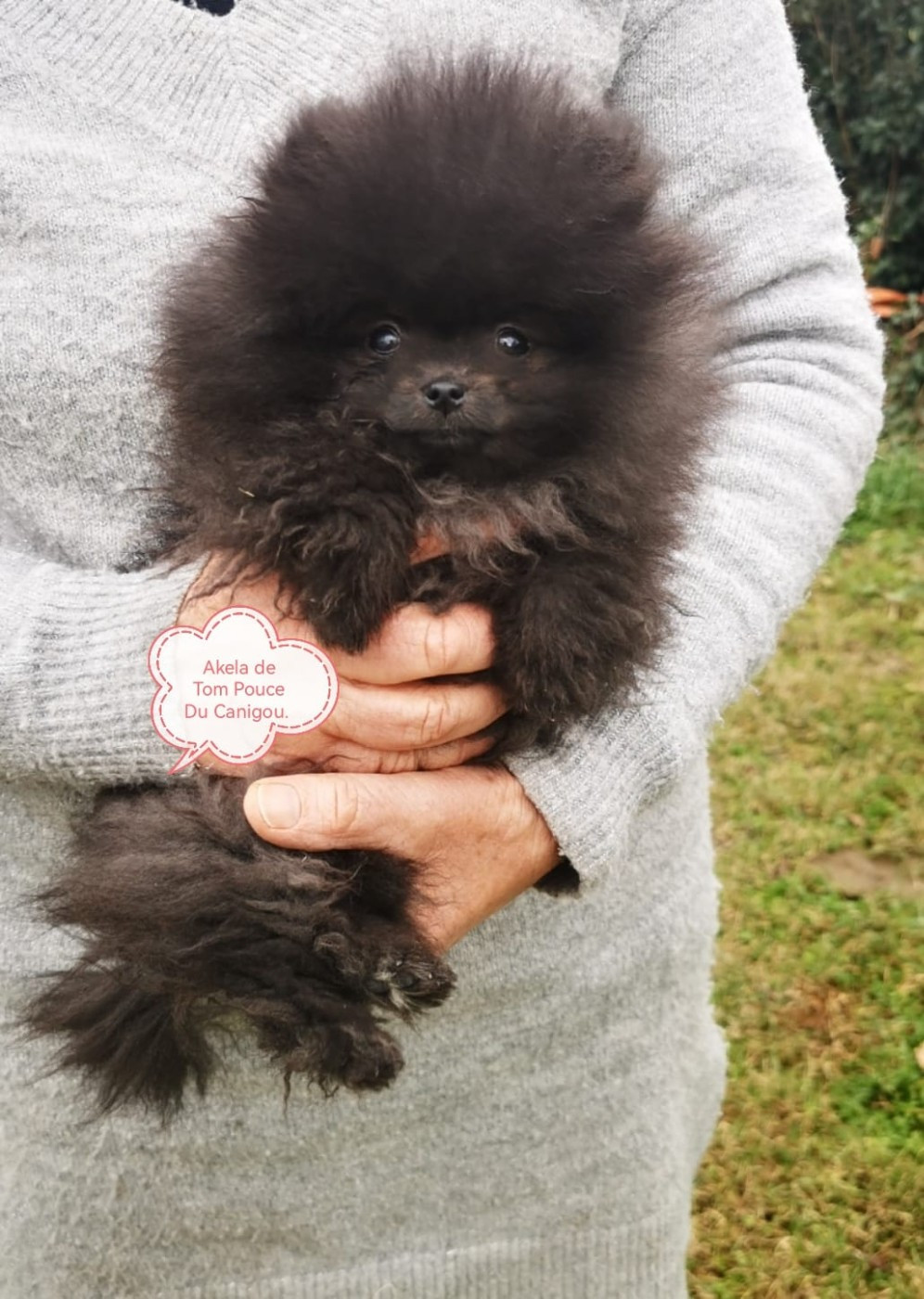 De Tom Pouce Du Canigou - Chiots disponibles - Spitz allemand