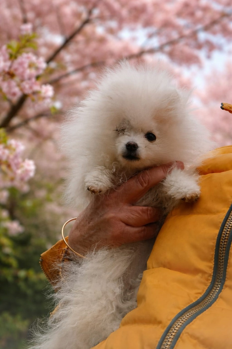 De Tom Pouce Du Canigou - Chiots disponibles - Spitz allemand