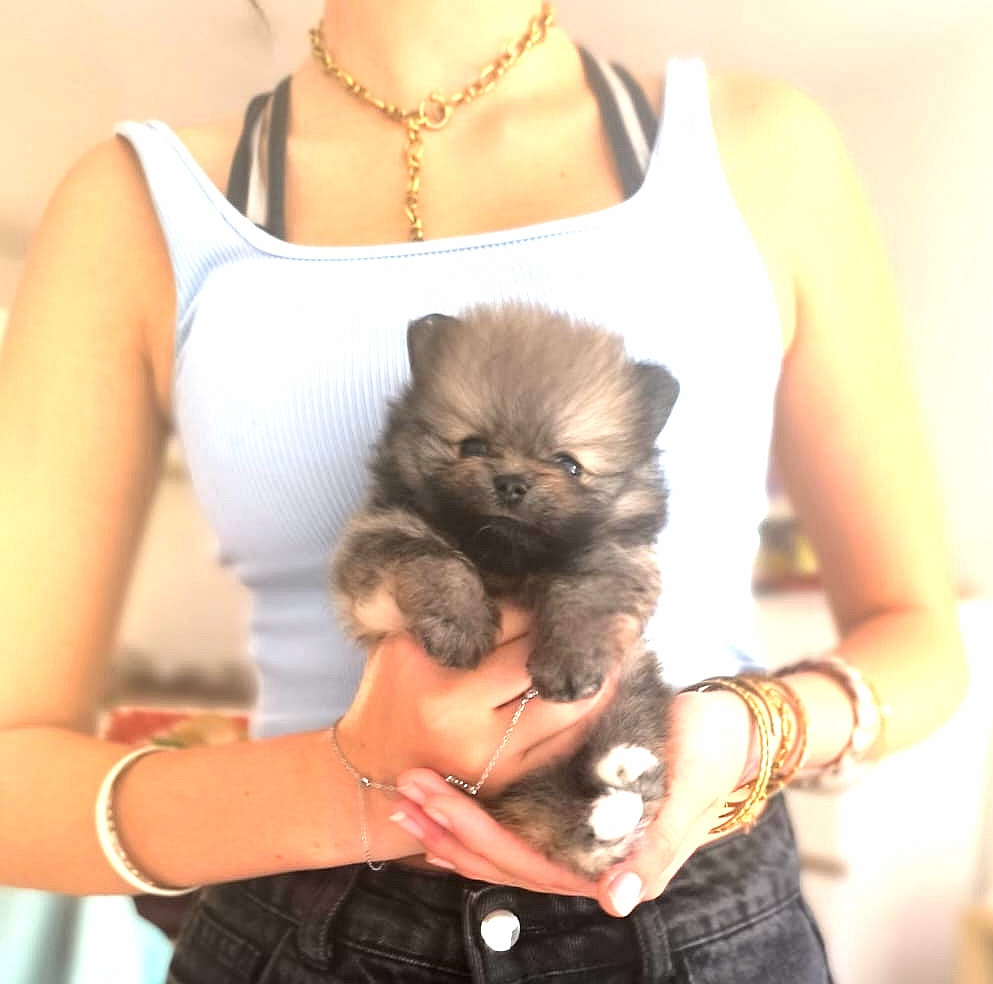 De Tom Pouce Du Canigou - Chiots disponibles - Spitz allemand