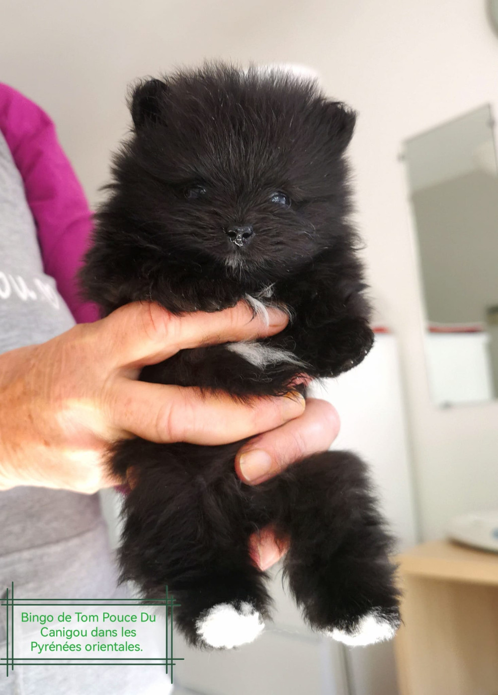 De Tom Pouce Du Canigou - Chiots disponibles - Spitz allemand